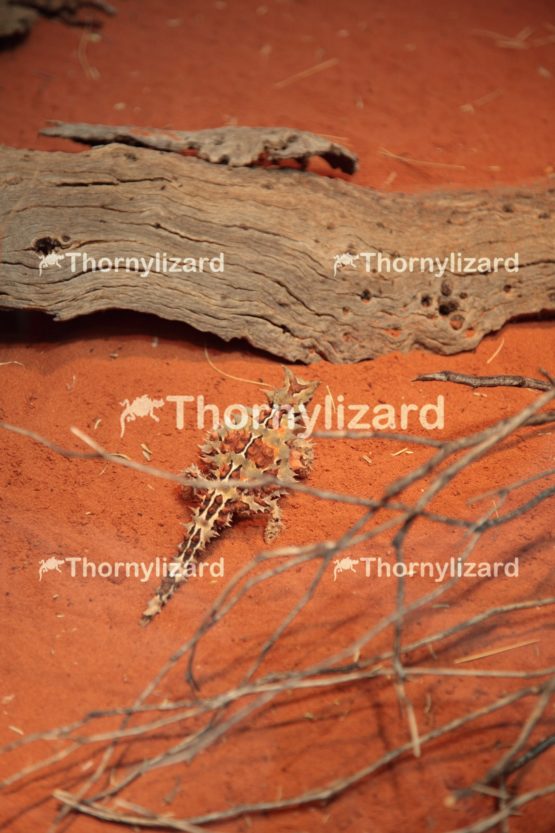 Thorny Devil in Outback, Northern Territory, Australia