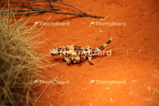 Thorny Devil in Outback, Northern Territory, Australia