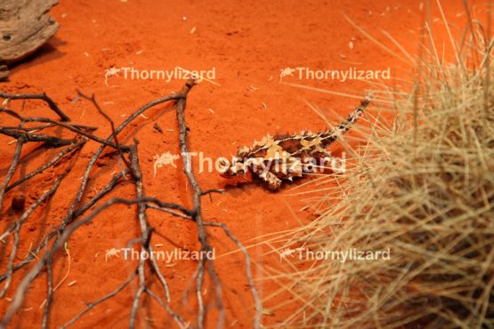 Thorny Devil in Outback, Northern Territory, Australia