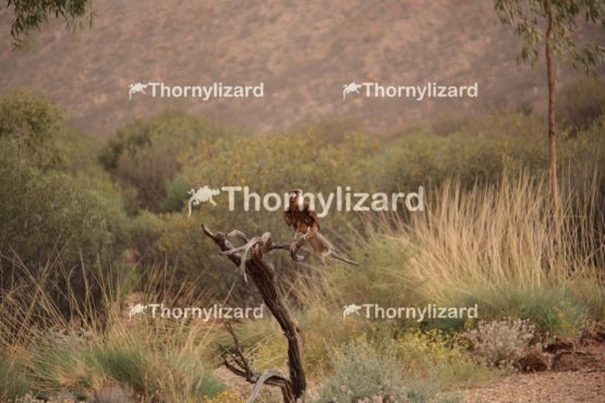 Australian eagle in Outback, Northern Territory, Australia