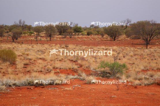Colorful bush in Kings Canyon, outback, Australia