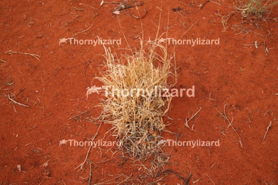 Spinifex Grass in Kings Canyon, outback, Australia