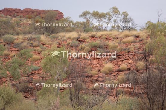 Colorful bush in Kings Canyon, outback, Australia