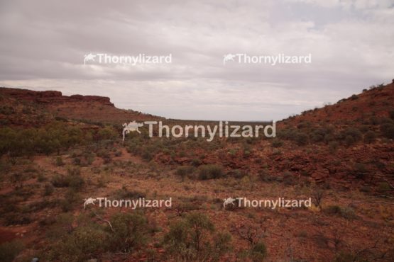Landscape of Kings Canyon, outback, Australia