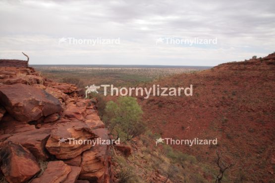 Landscape of Kings Canyon, outback, Australia