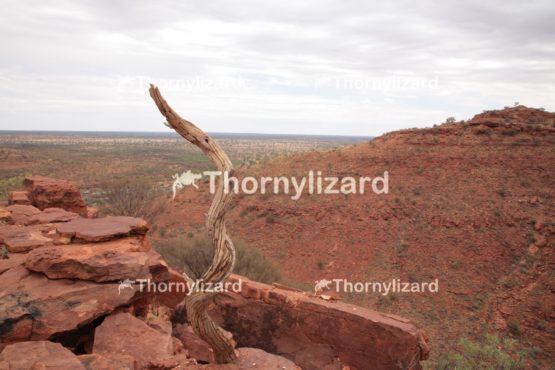 Landscape of Kings Canyon, outback, Australia