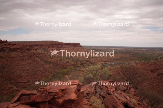 Landscape of Kings Canyon, outback, Australia