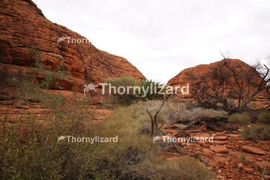 Landscape of Kings Canyon, outback, Australia