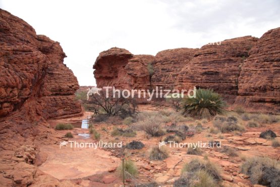 Landscape of Kings Canyon, outback, Australia