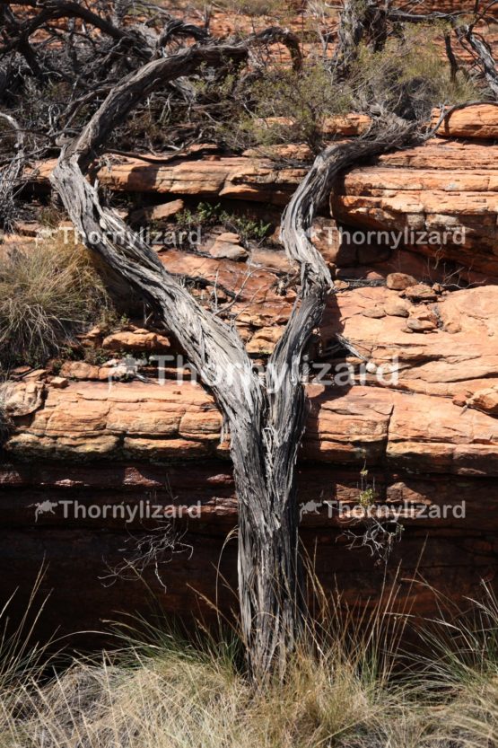 Landscape of Kings Canyon, outback, Australia