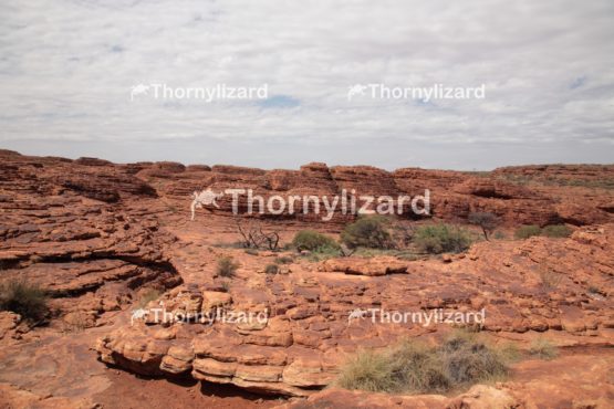 Landscape of Kings Canyon, outback, Australia