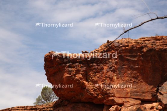 Landscape of Kings Canyon, outback, Australia