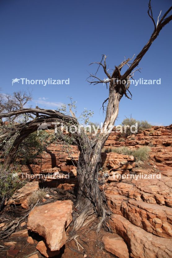 Landscape of Kings Canyon, outback, Australia