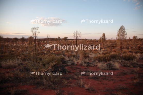 Landscape of Uluru National Park in Northern Territory, Australia