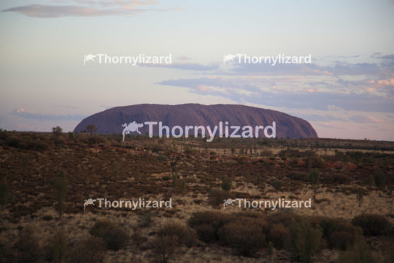 Uluru under sunset, in Northern Territory, Australia
