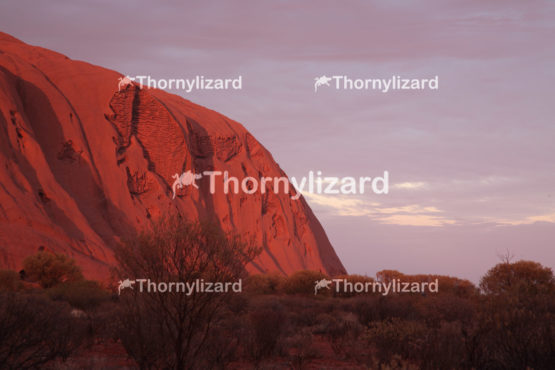 Uluru under sunrise, in Northern Territory, Australia