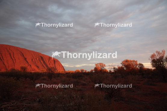 Uluru under sunrise, in Northern Territory, Australia