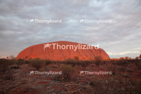Uluru under sunrise, in Northern Territory, Australia