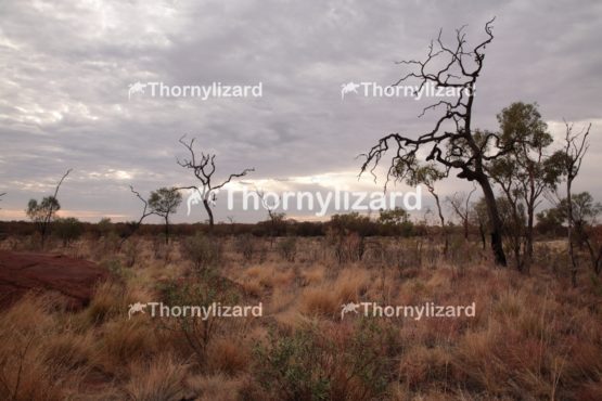Landscape of Uluru National Park in Northern Territory, Australia