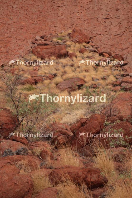 Uluru in Northern Territory, Australia