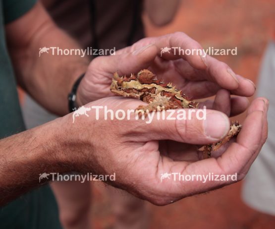 Thorny Devil in Outback, Northern Territory, Australia