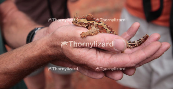 Thorny Devil in Outback, Northern Territory, Australia