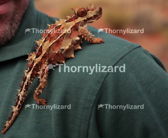 Thorny Devil in Outback, Northern Territory, Australia