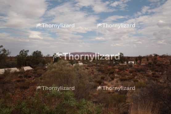 Landscape of Uluru in Northern Territory, Australia