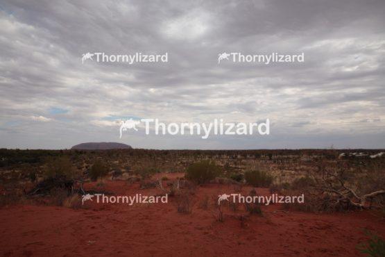 Landscape of Uluru in Northern Territory, Australia