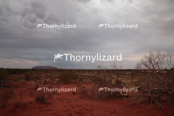Landscape of Uluru in Northern Territory, Australia