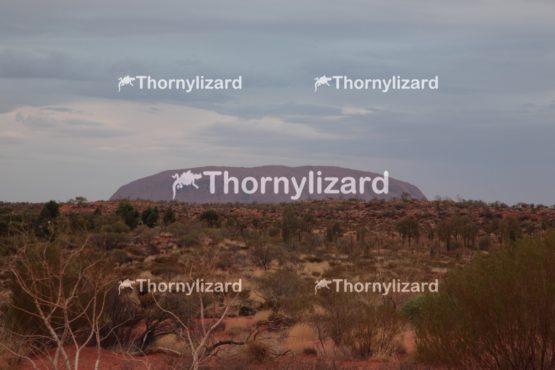 Landscape of Uluru in Northern Territory, Australia