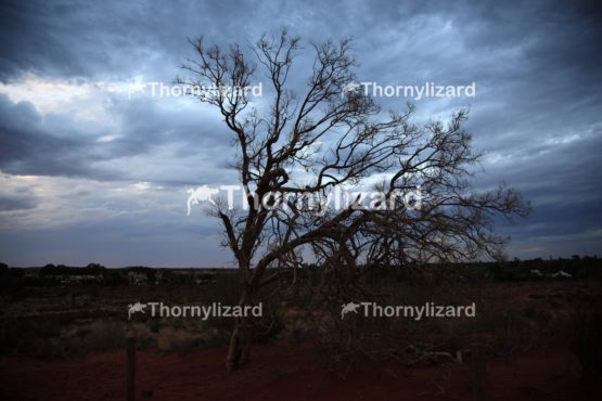 Landscape of Uluru under sunset, in Northern Territory, Australia