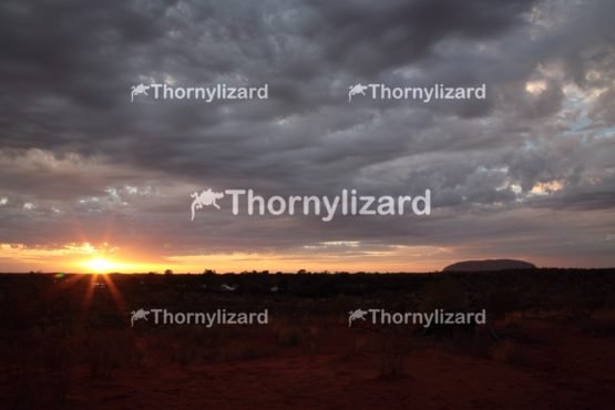 Landscape of Uluru under sunrise, in Northern Territory, Australia