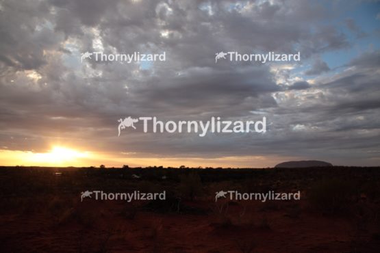 Landscape of Uluru under sunrise, in Northern Territory, Australia