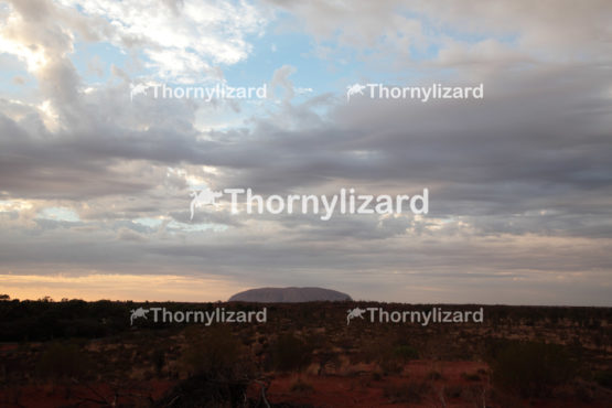 Landscape of Uluru under sunrise, in Northern Territory, Australia