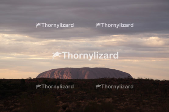 Uluru under sunrise, in Northern Territory, Australia