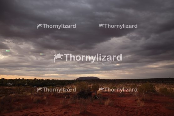 Landscape of Uluru under sunrise, in Northern Territory, Australia