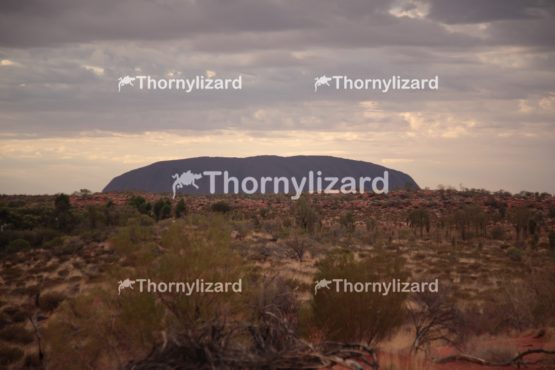 Landscape of Uluru under sunrise, in Northern Territory, Australia