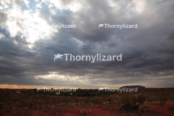 Landscape of Uluru under sunrise, in Northern Territory, Australia
