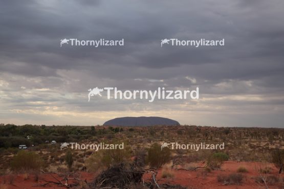Landscape of Uluru under sunrise, in Northern Territory, Australia
