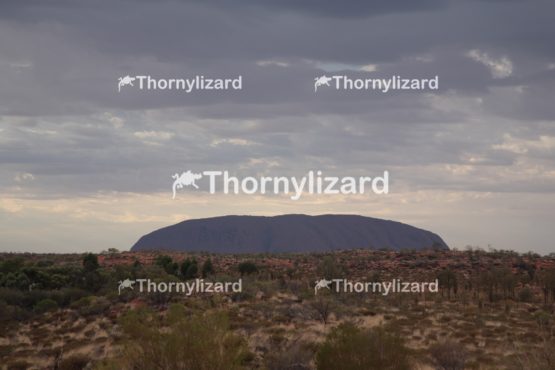 Landscape of Uluru under sunrise, in Northern Territory, Australia