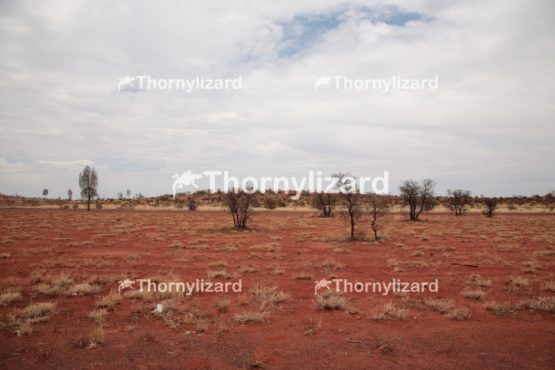 Landscape of Uluru National Park in Northern Territory, Australia