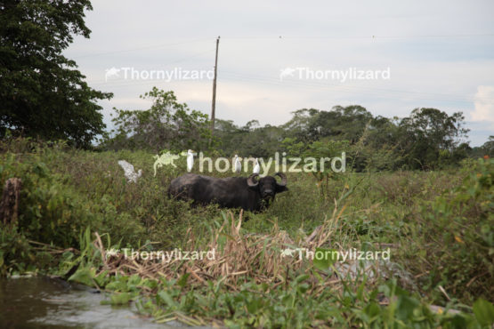 Amazon Tropical Rainforest with egrets and cattle, Brazil