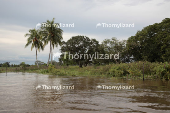 Amazon Jungle river, Brazil