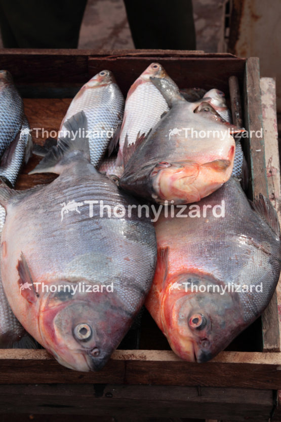Amazon Jungle river fish, Brazil