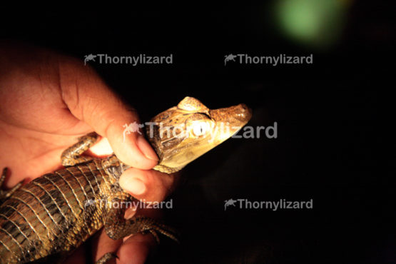 Amazon Jungle river young Caiman, Brazil
