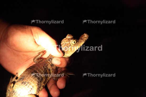 Amazon Jungle river young Caiman, Brazil