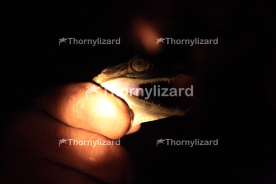 Amazon Jungle river young Caiman, Brazil