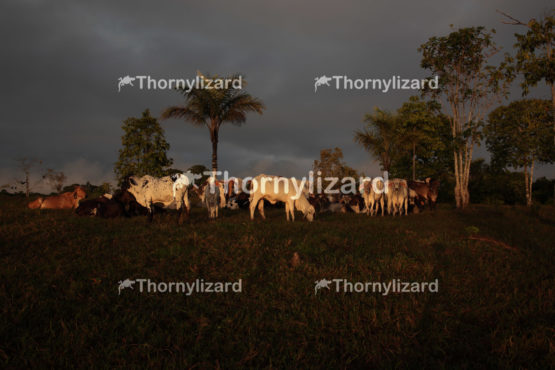Amazon Tropical Rainforest with cattle at sunrise, Brazil