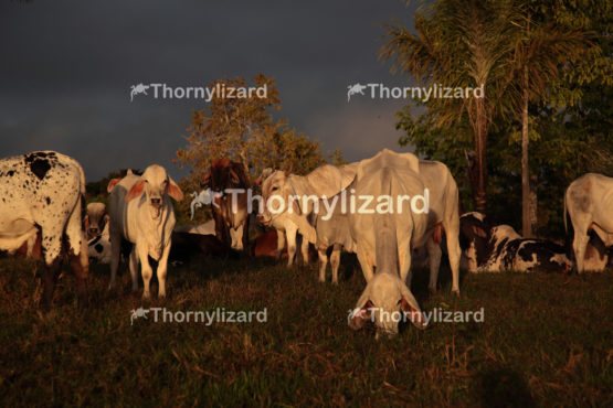 Amazon Tropical Rainforest with cattle at sunrise, Brazil